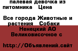 палевая девочка из питомника › Цена ­ 40 000 - Все города Животные и растения » Собаки   . Ненецкий АО,Великовисочное с.